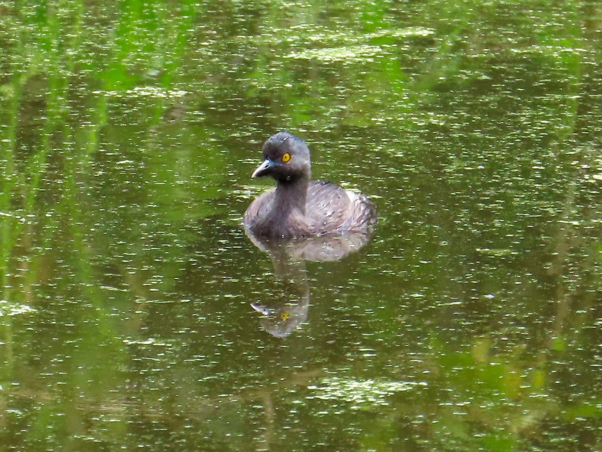 Least Grebe - ML637625212