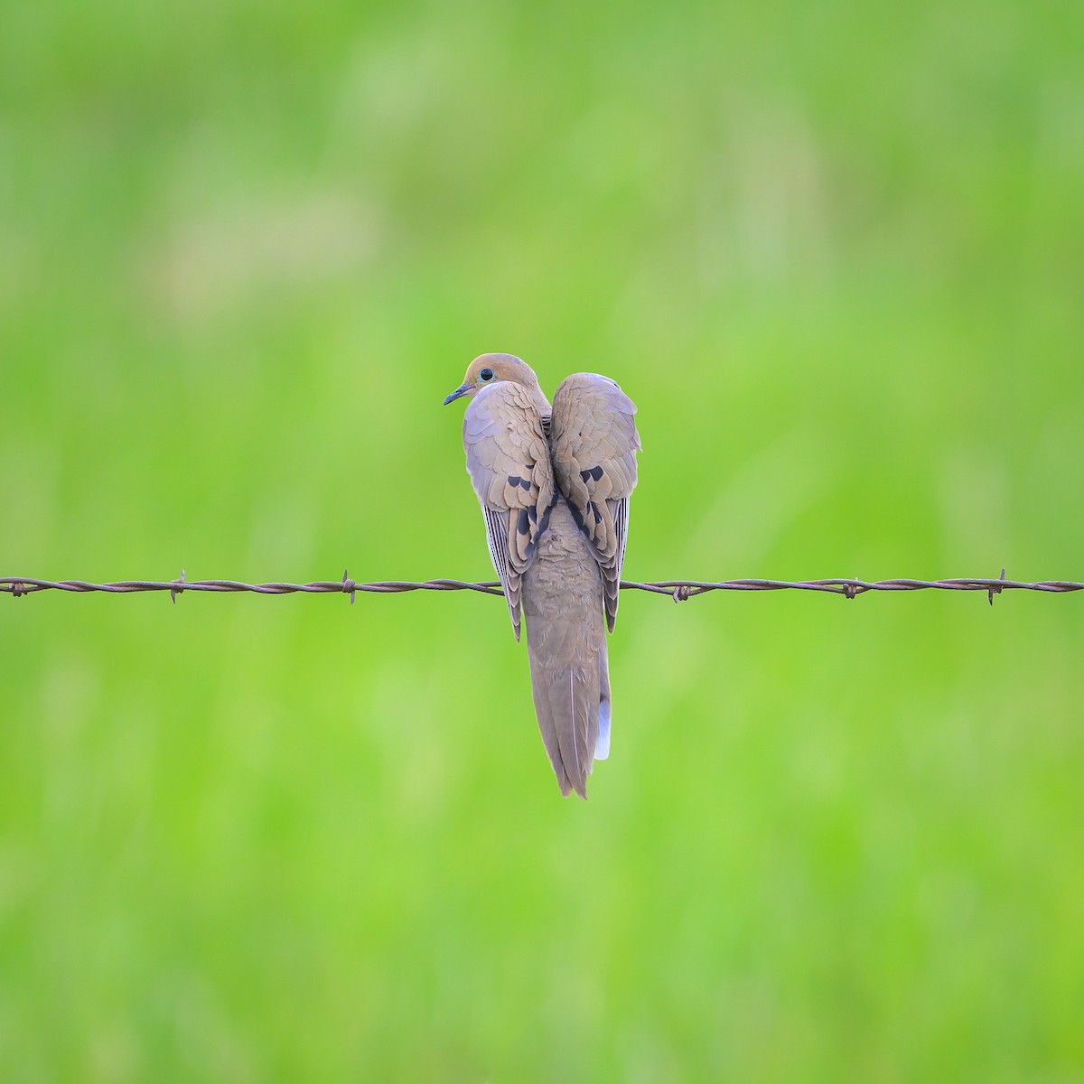 Mourning Dove - ML637625214