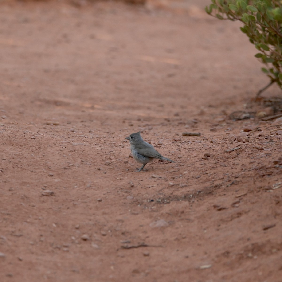 Juniper Titmouse - ML637625215