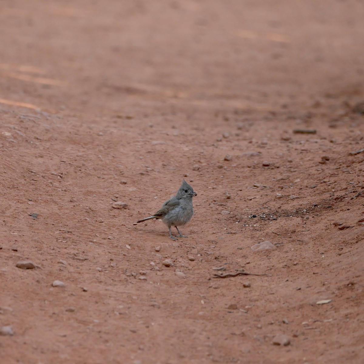 Juniper Titmouse - ML637625216