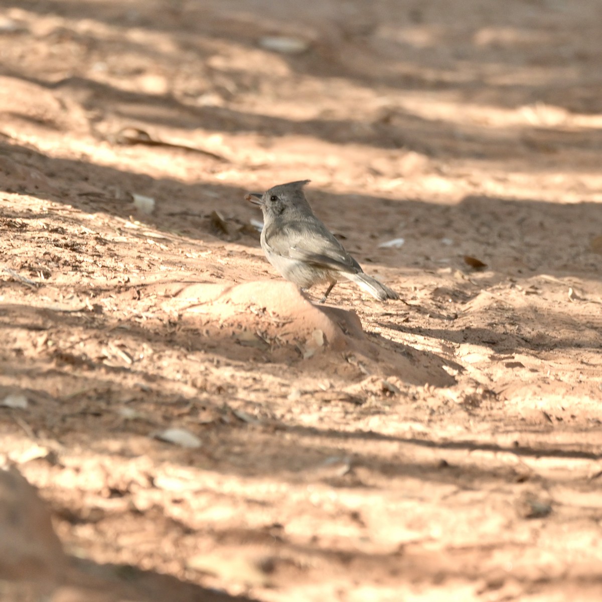 Juniper Titmouse - ML637625219