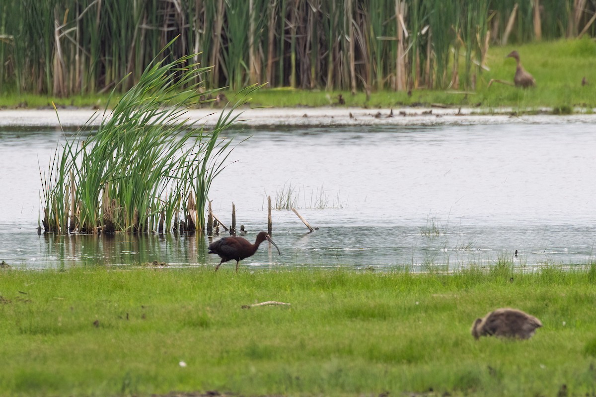 White-faced Ibis - ML637625236