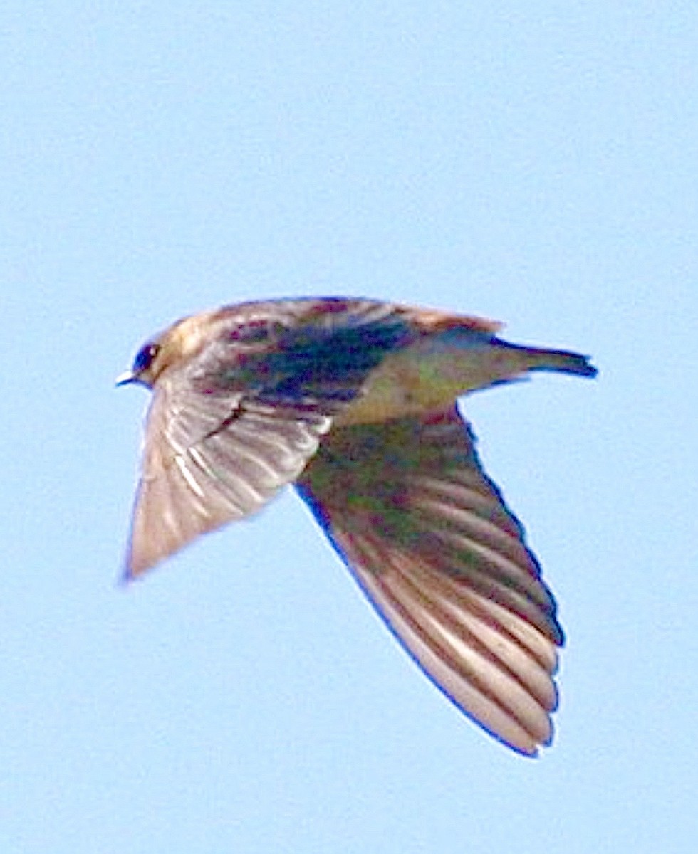 Hirondelle à front brun (groupe fulva) - ML637625246