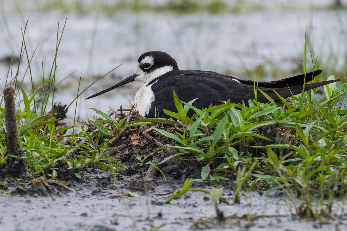Black-necked Stilt - ML637625249