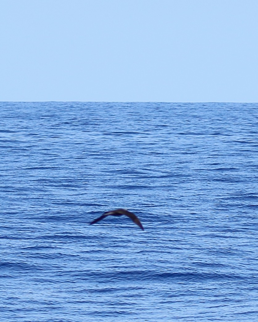 Black Noddy (melanogenys) - ML637625291