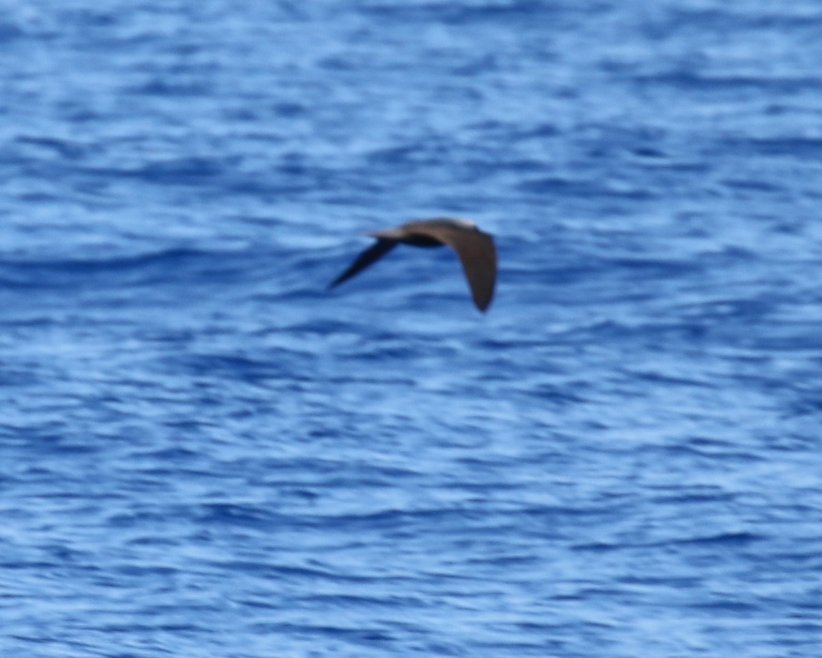 Black Noddy (melanogenys) - ML637625292