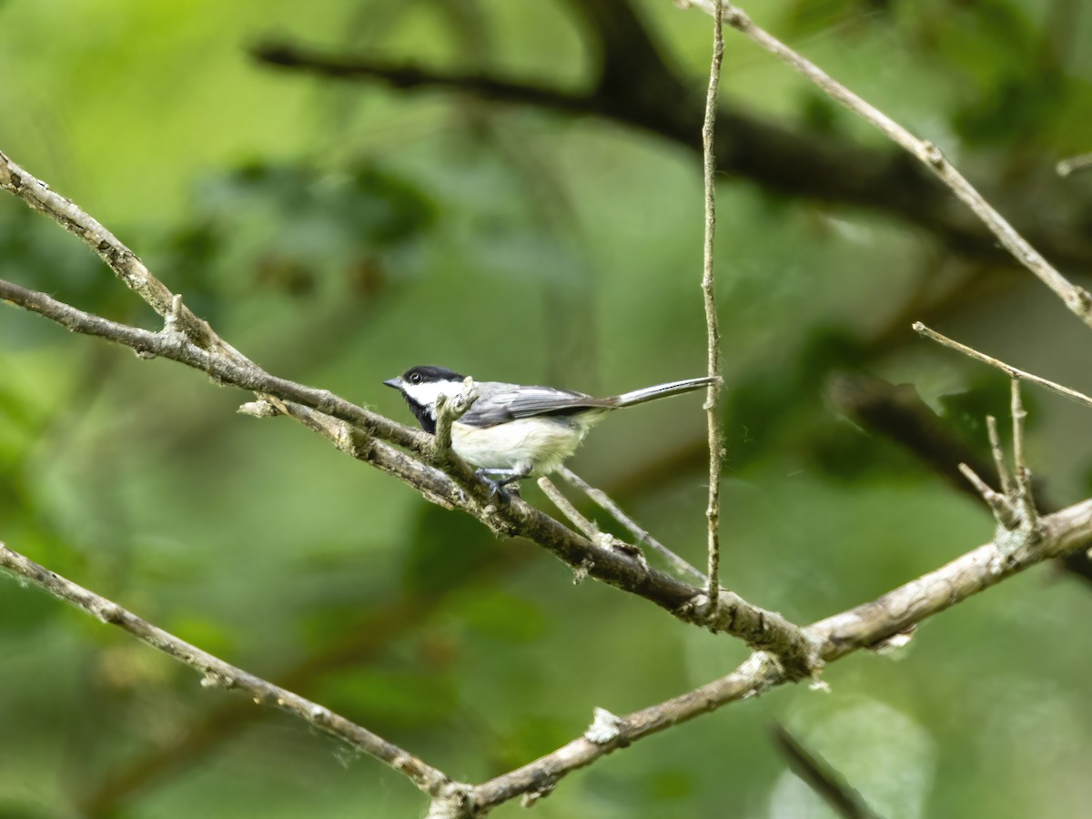 Black-capped Chickadee - ML637625297