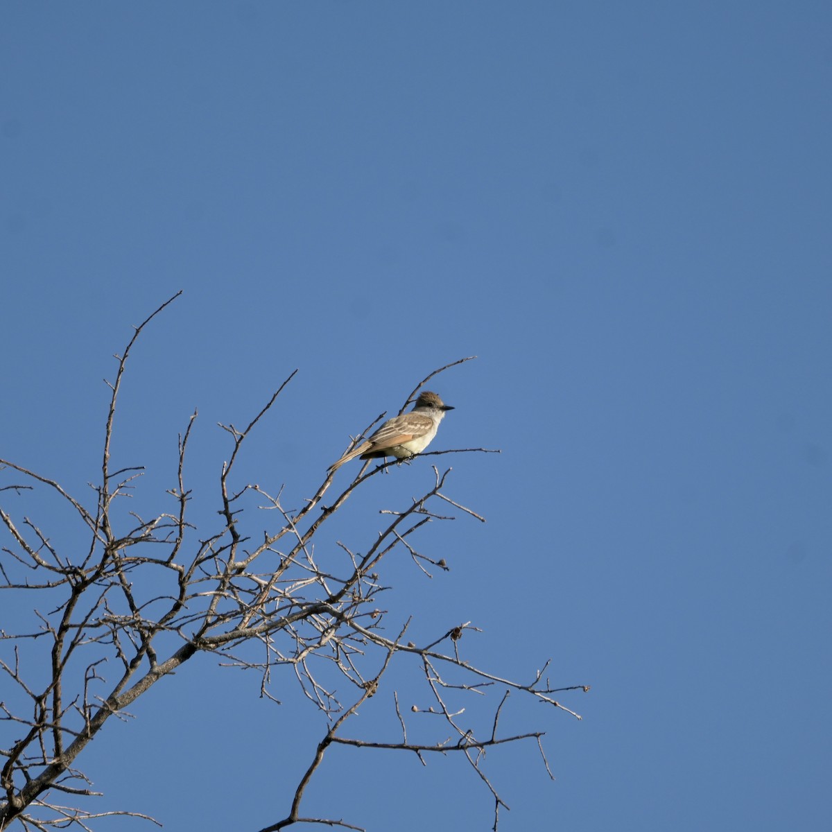 Ash-throated Flycatcher - ML637625304