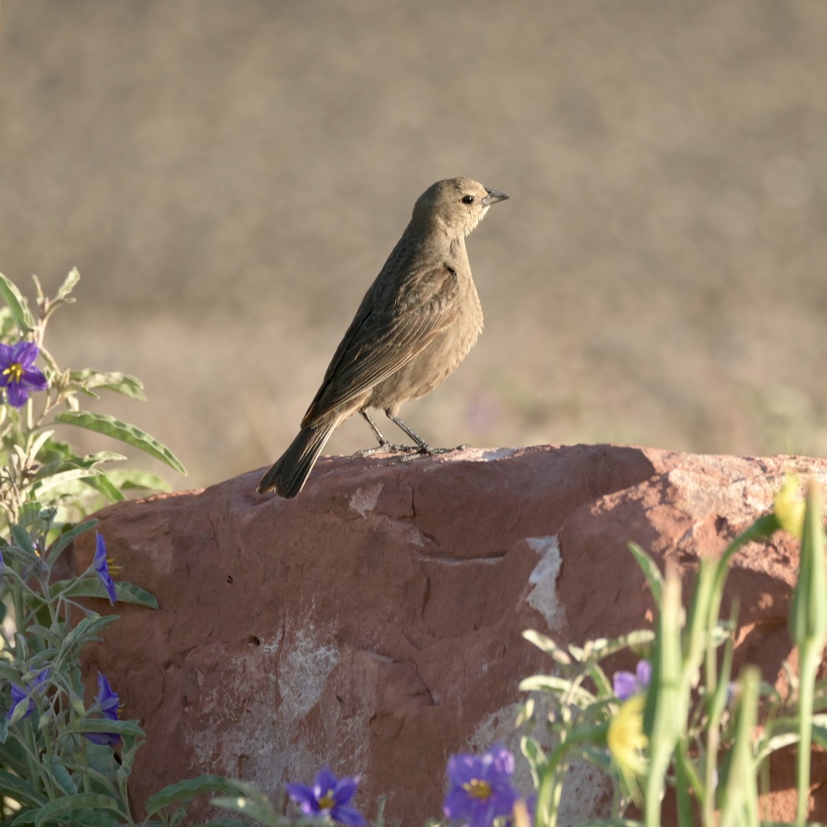 Brown-headed Cowbird - ML637625310