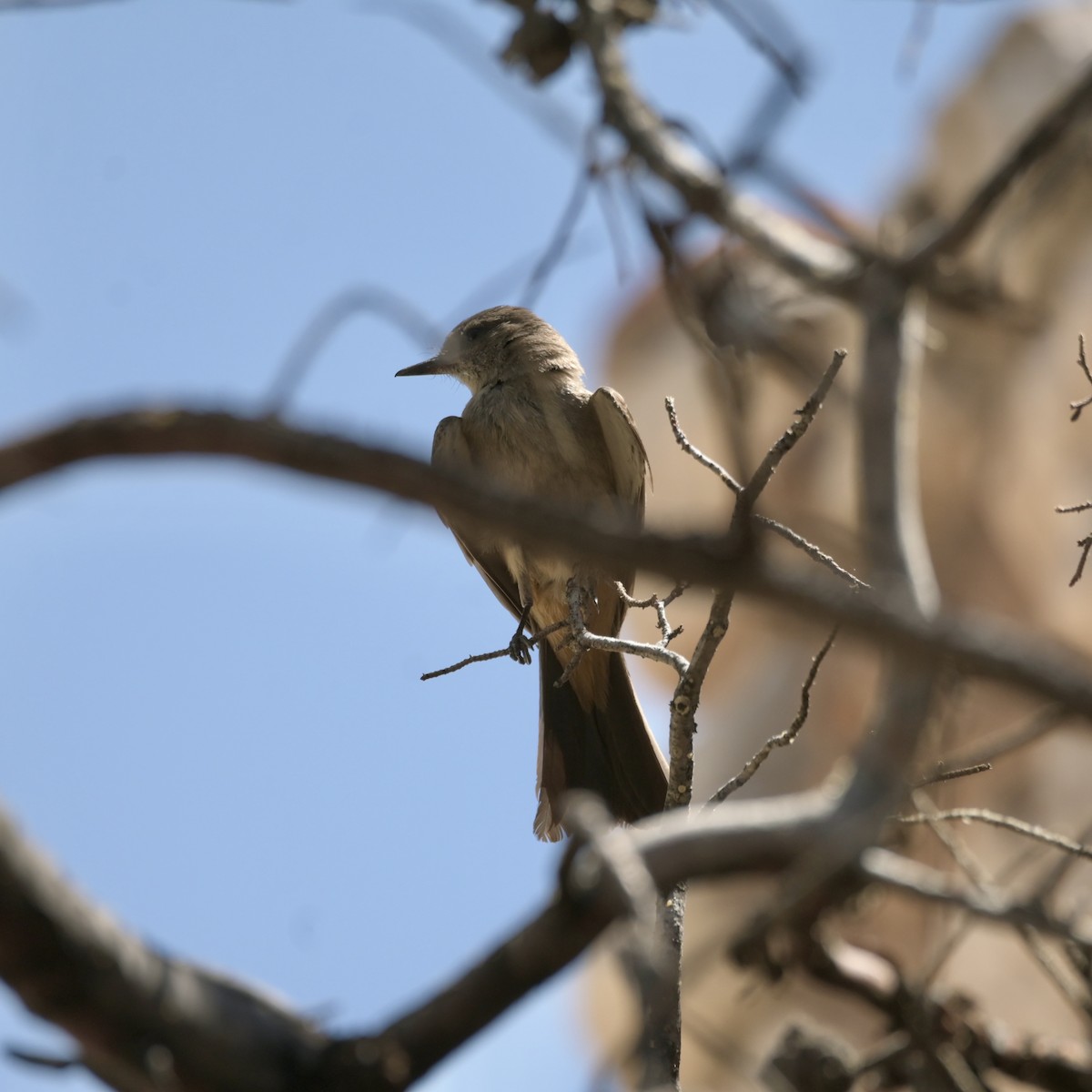 Say's Phoebe - ML637625344