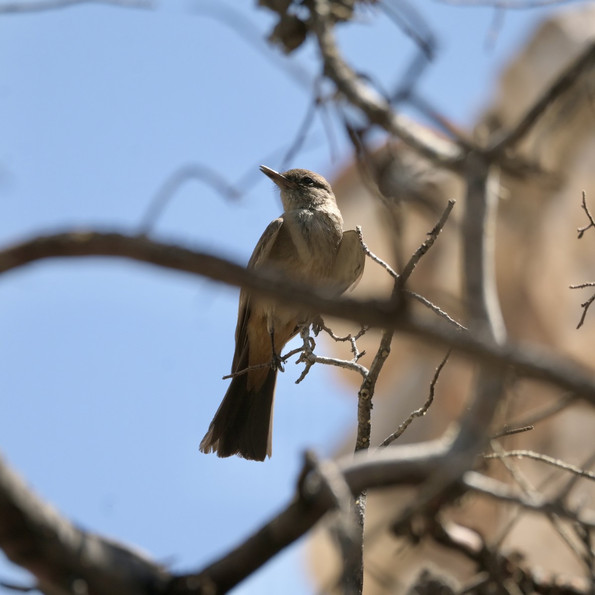 Say's Phoebe - ML637625345