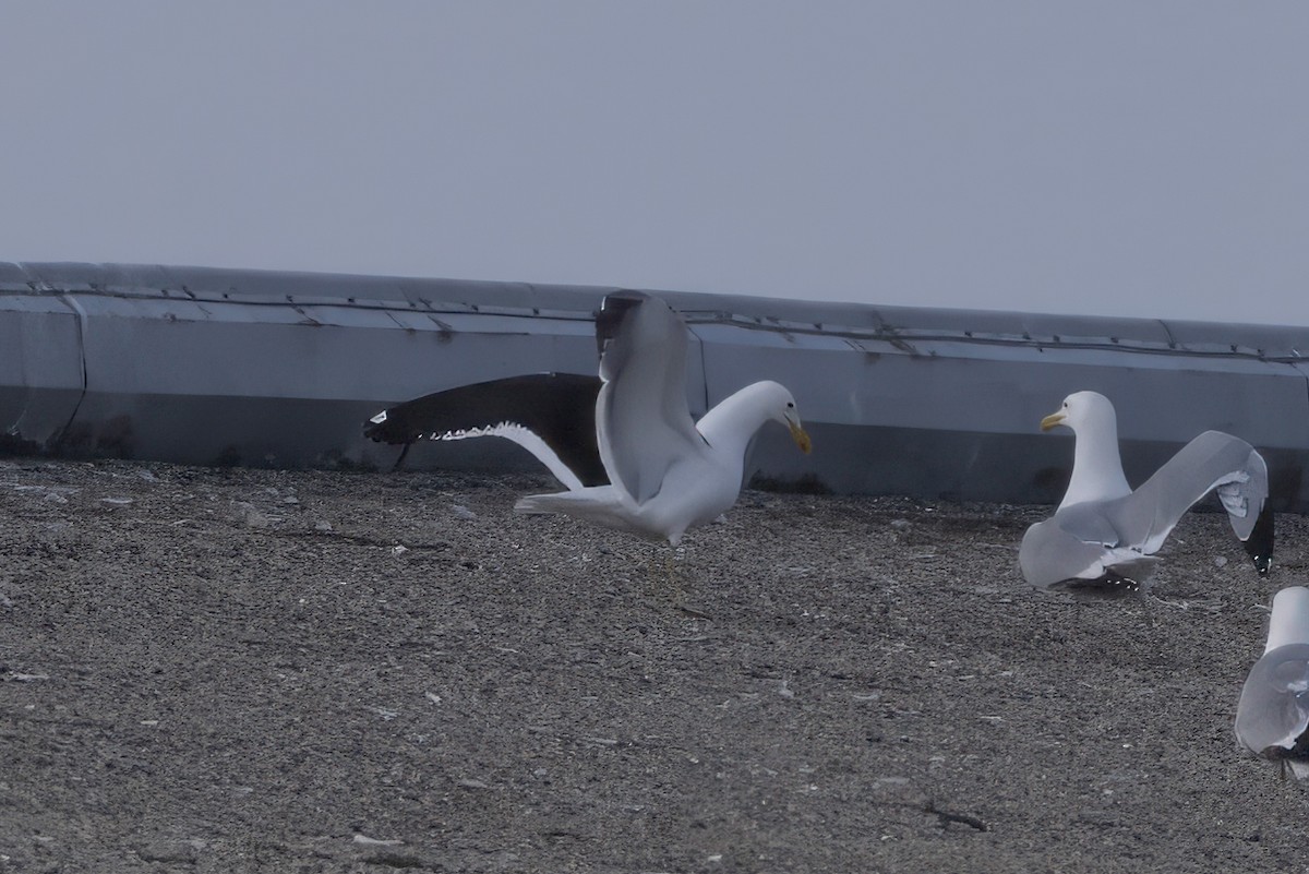 Kelp Gull - ML637625360