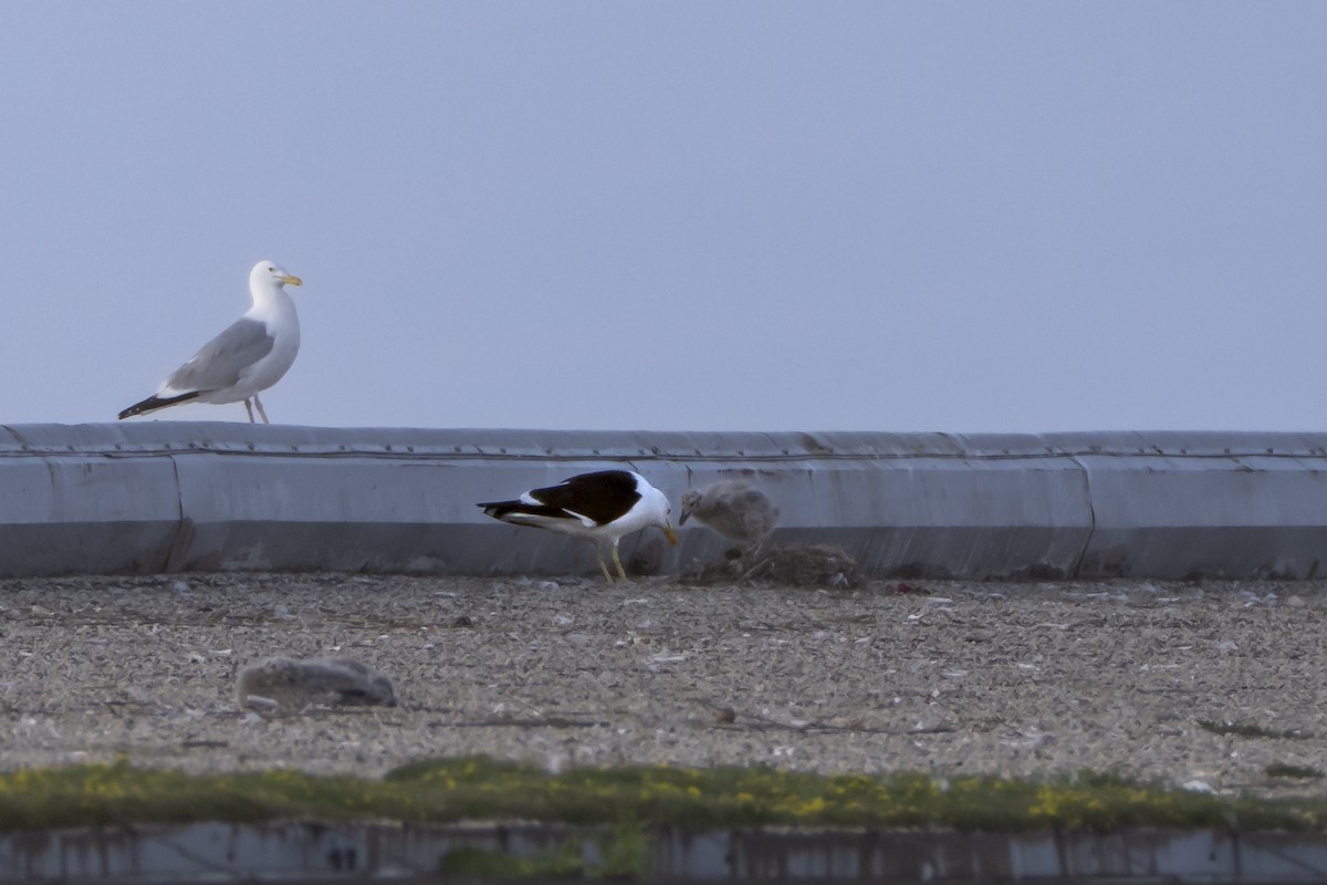 Kelp Gull - ML637625361