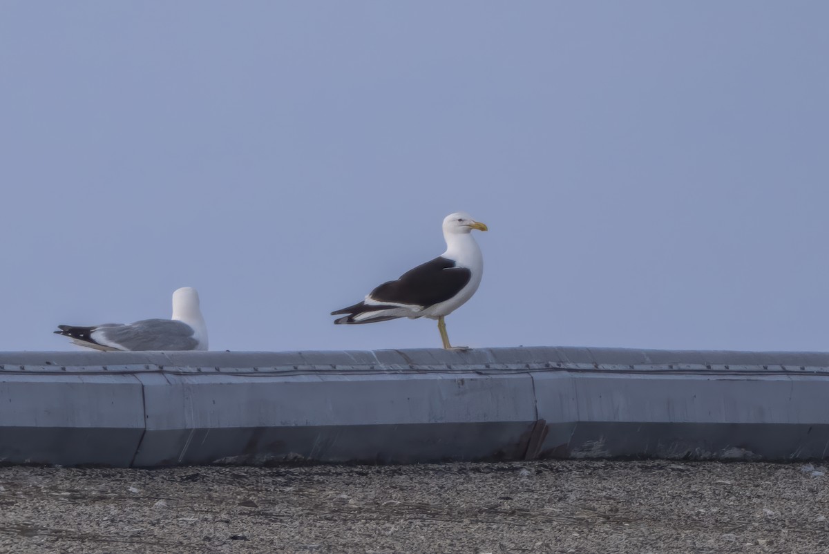 Kelp Gull - ML637625362