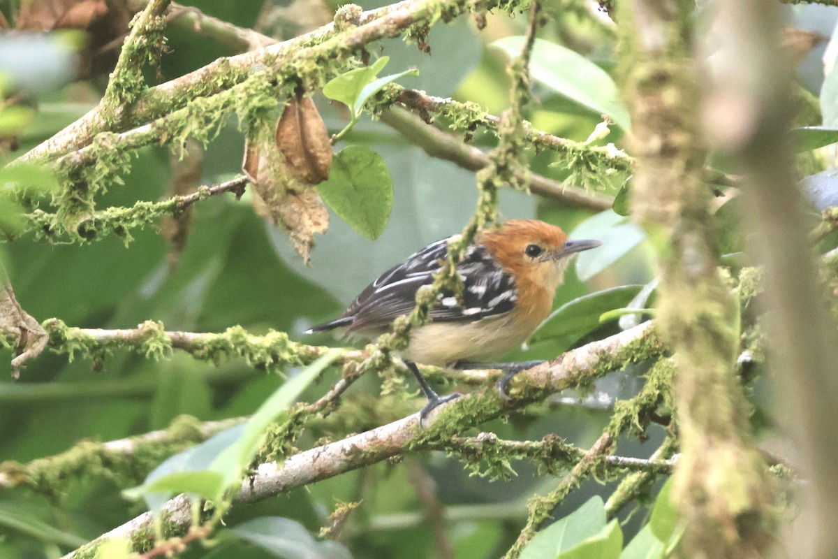 Pacific Antwren - ML637625379