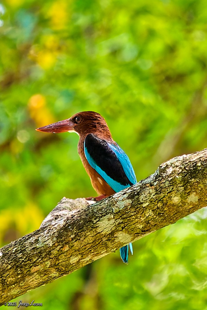 Brown-breasted Kingfisher - ML637625384