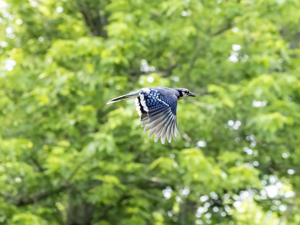 Blue Jay - ML637625385
