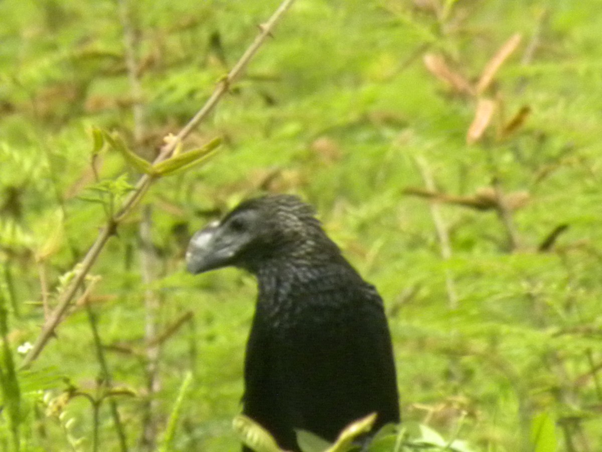 Smooth-billed Ani - ML637625399