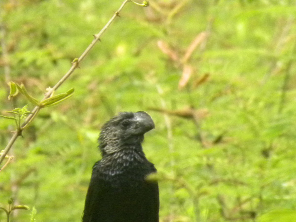 Smooth-billed Ani - ML637625400