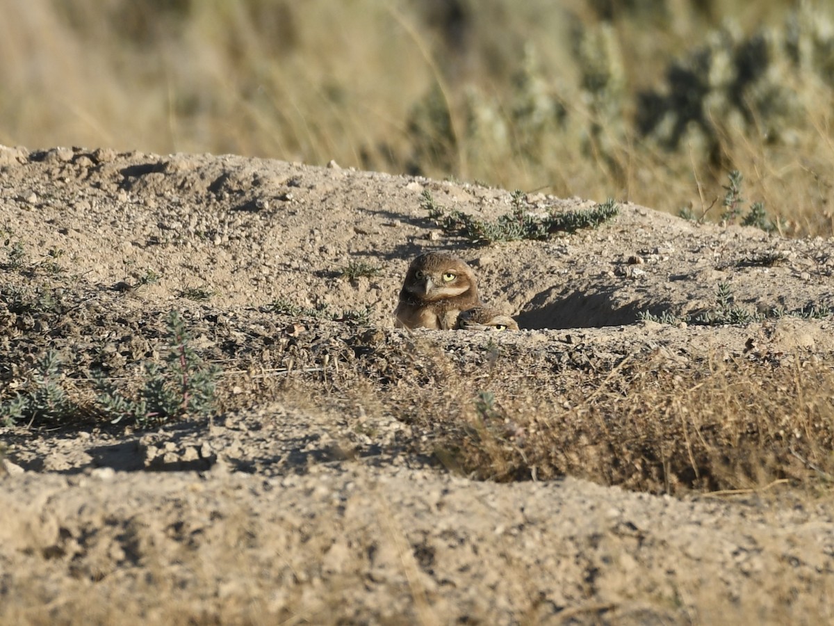 Burrowing Owl - ML637625412