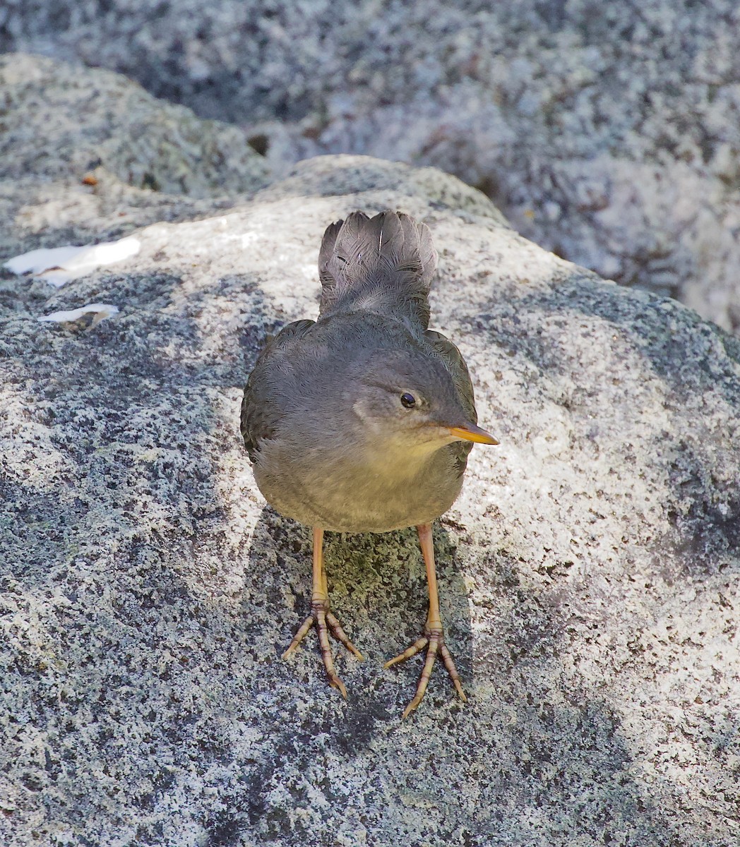 American Dipper - ML637625424
