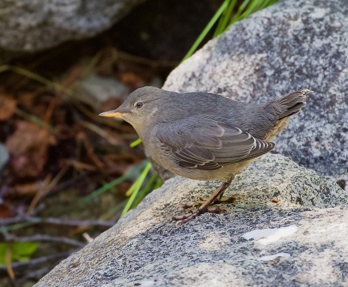 American Dipper - ML637625436