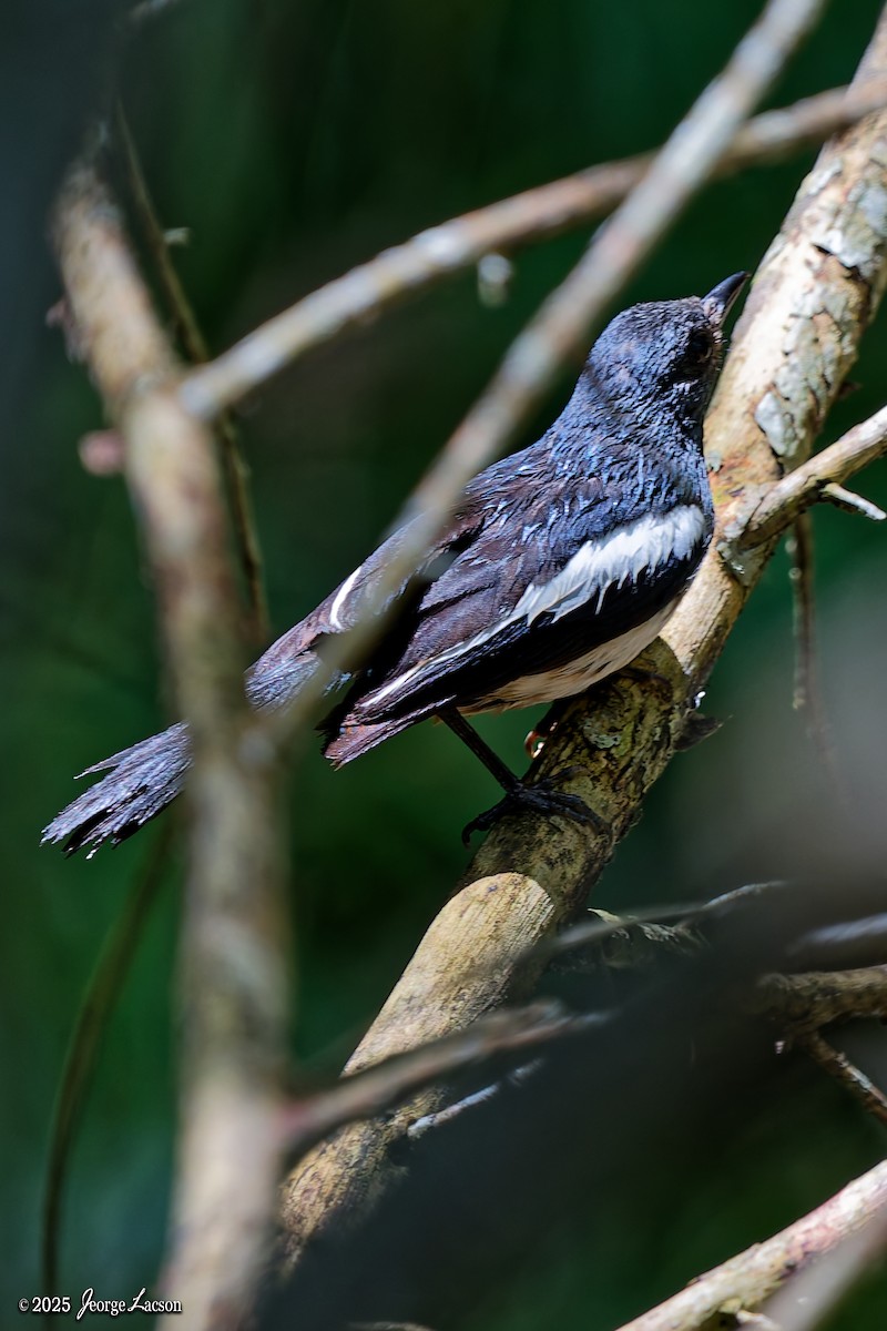 Philippine Magpie-Robin - ML637625437
