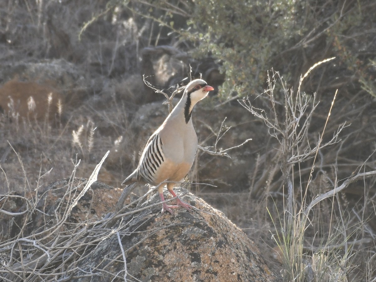 Хахилаг - ML637625449