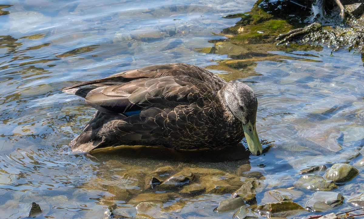 American Black Duck - ML637625454