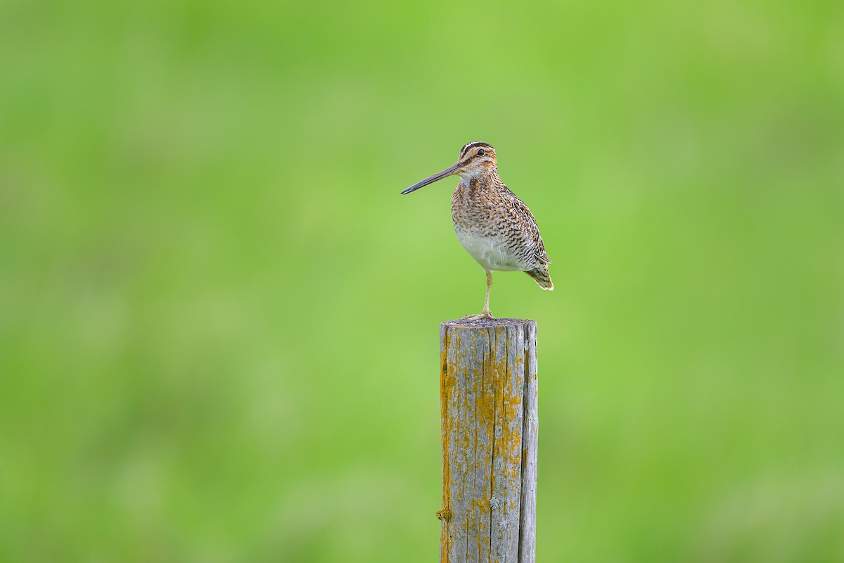 Wilson's Snipe - ML637625455
