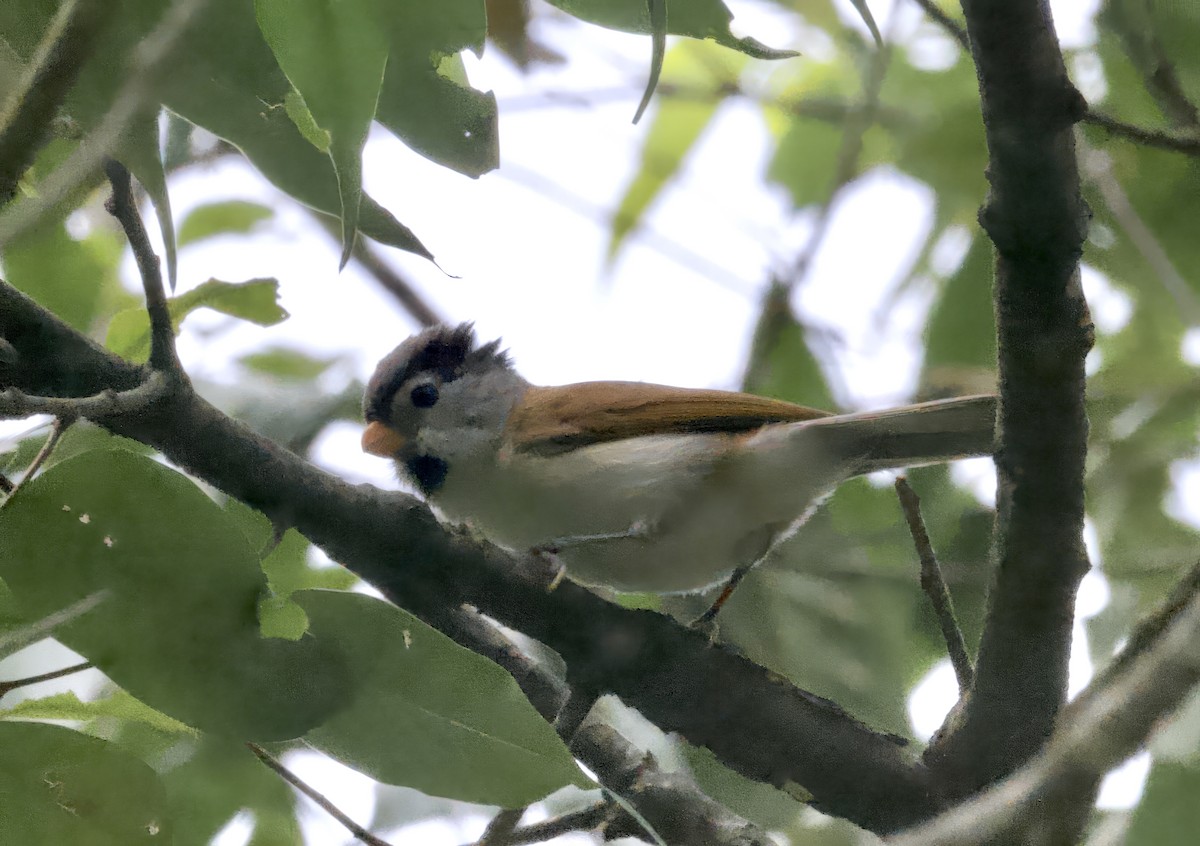 Gray-headed Parrotbill - ML637625457