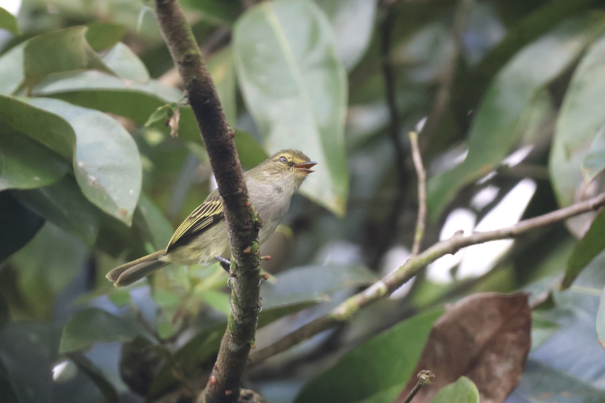 Choco Tyrannulet - ML637625484