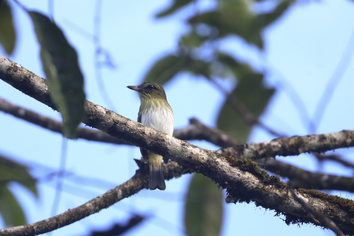 Bright-rumped Attila - ML637625488