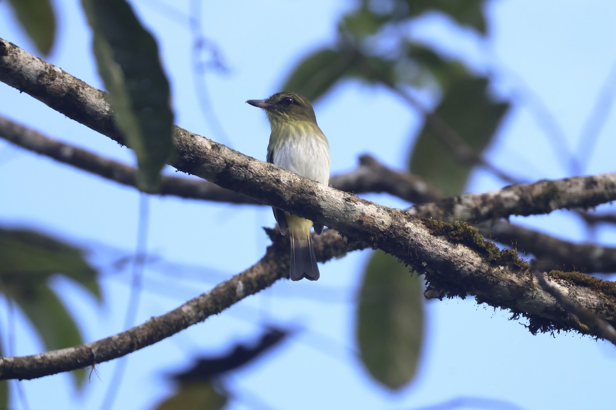 Bright-rumped Attila - ML637625489