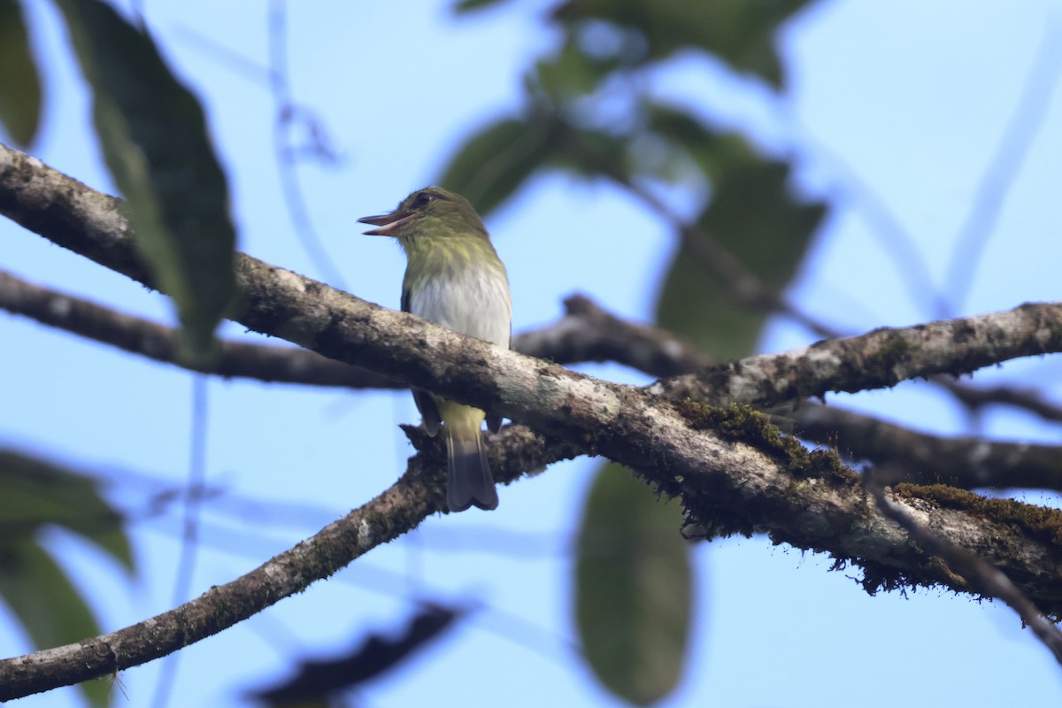 Bright-rumped Attila - ML637625490