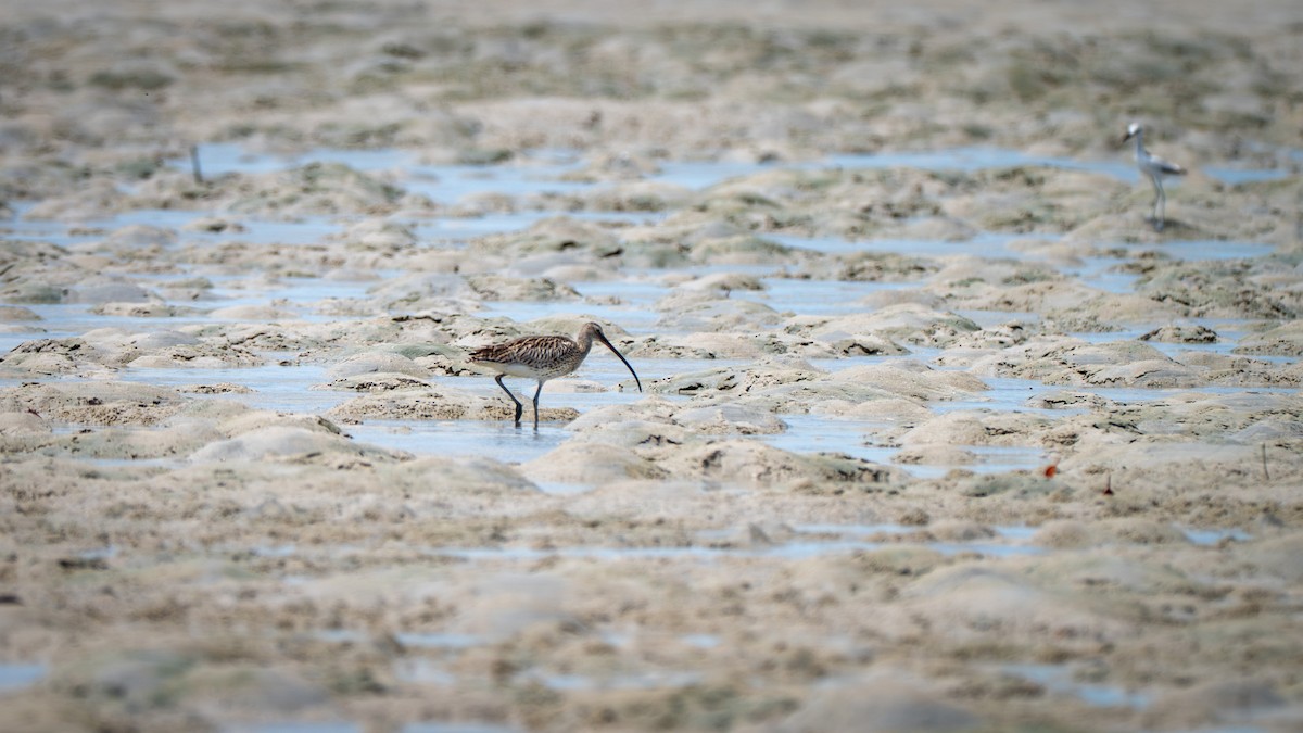 Eurasian Curlew - ML637625520