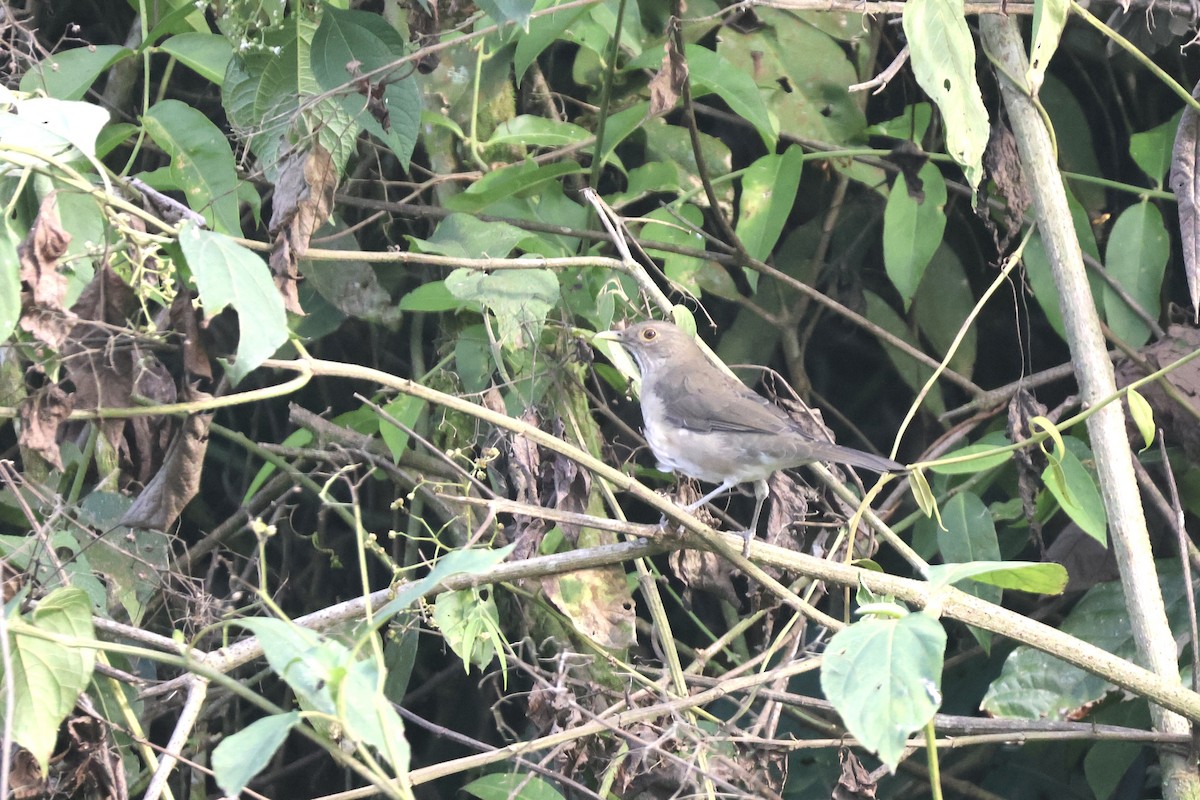 Ecuadorian Thrush - ML637625522