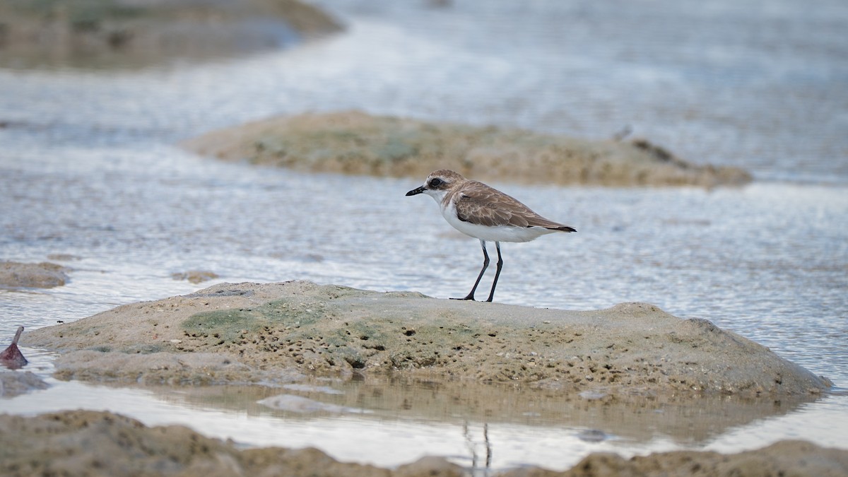 Tibetan Sand-Plover - ML637625523