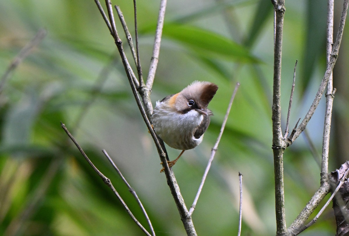 Whiskered Yuhina - ML637625548