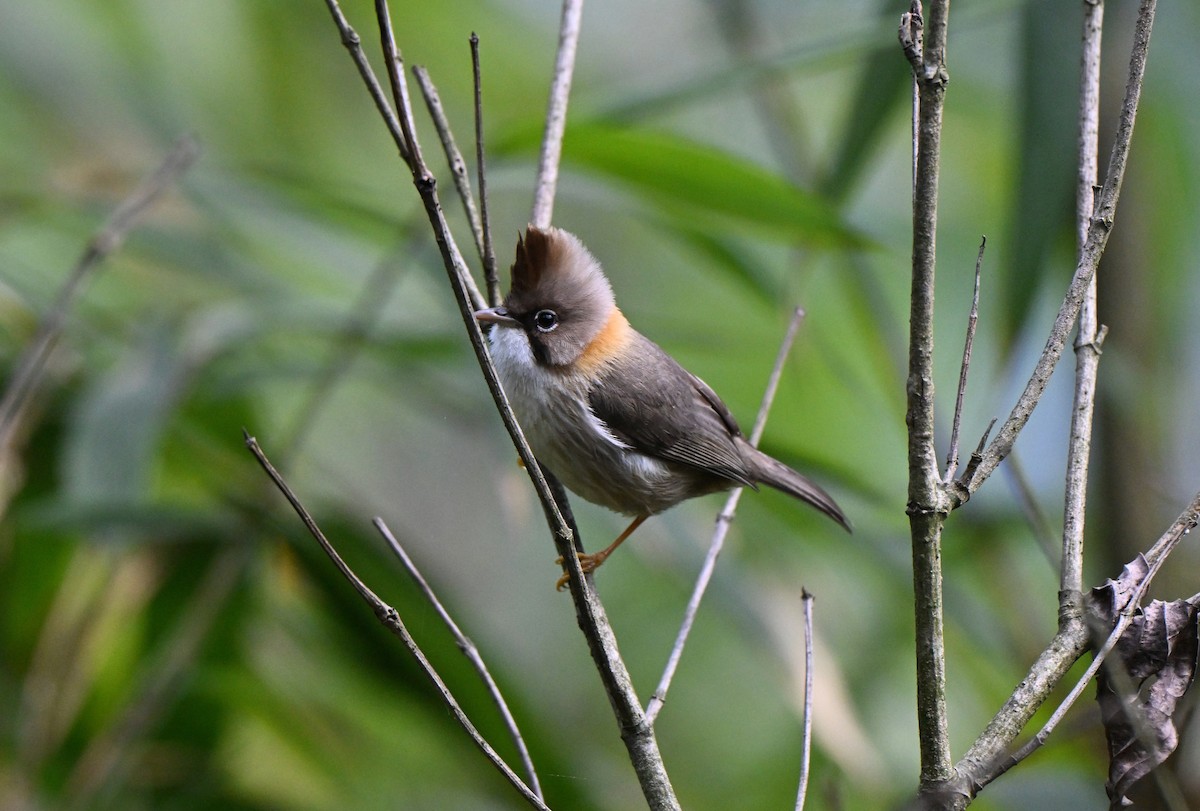 Whiskered Yuhina - ML637625549