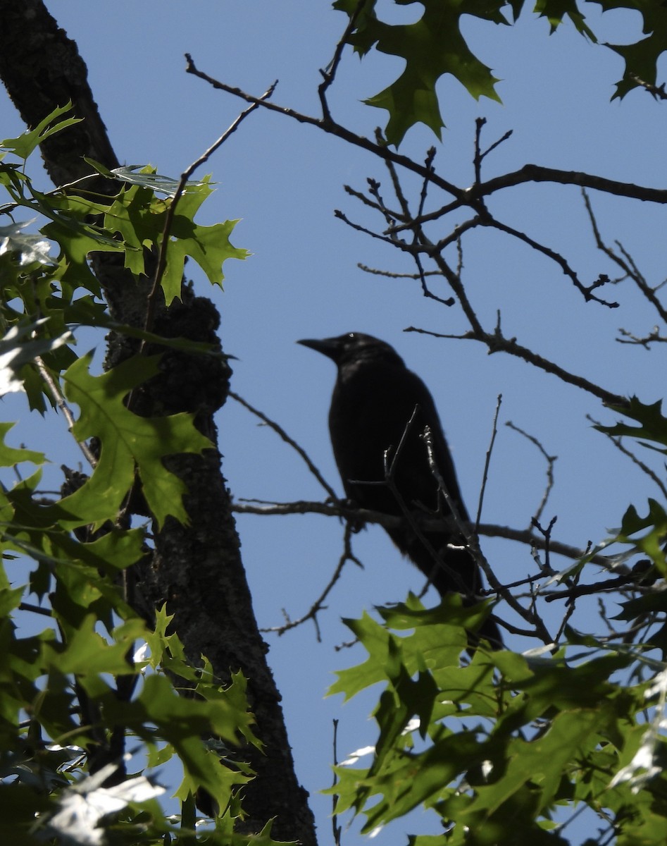 American Crow - ML637625565
