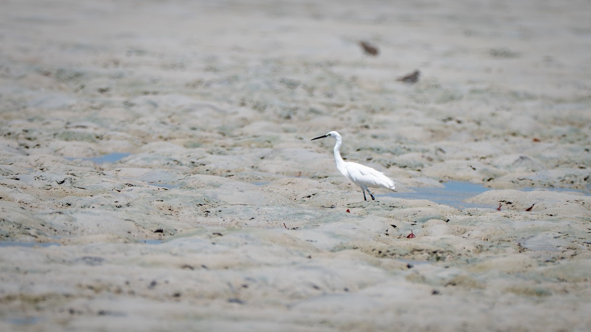 Little Egret (Dimorphic) - ML637625596