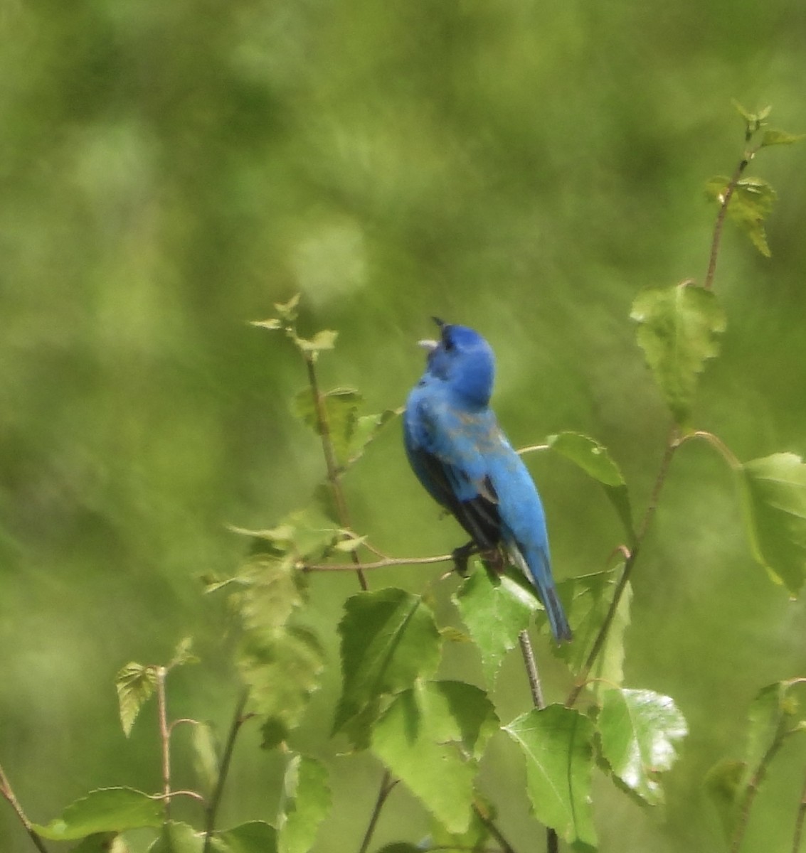 Indigo Bunting - ML637625600