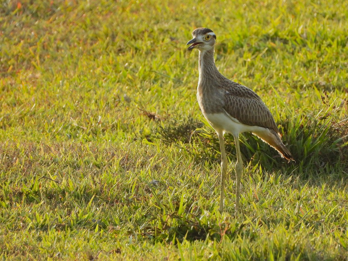 Double-striped Thick-knee - ML637625606