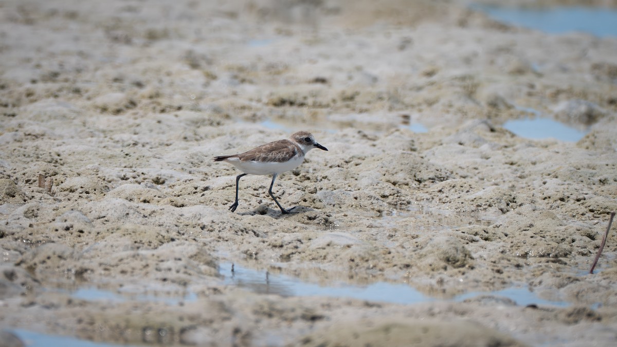 Greater Sand-Plover - ML637625612