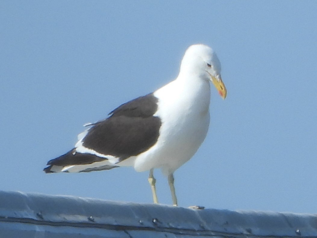 Kelp Gull (dominicanus) - ML637625666