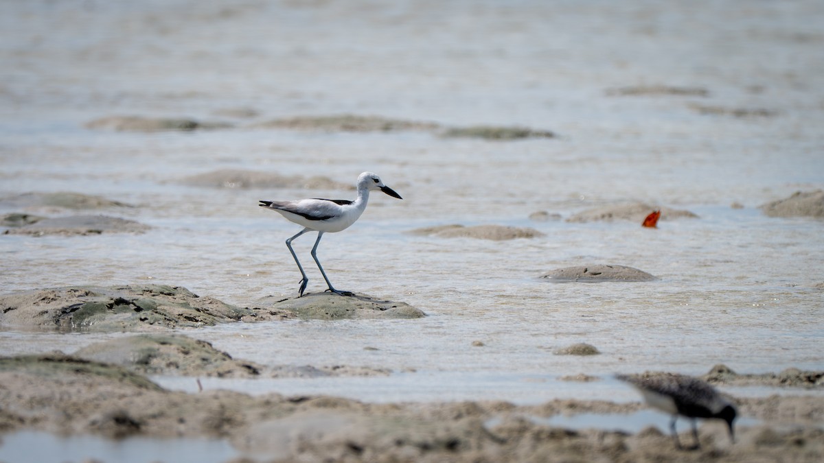 Crab-Plover - ML637625678