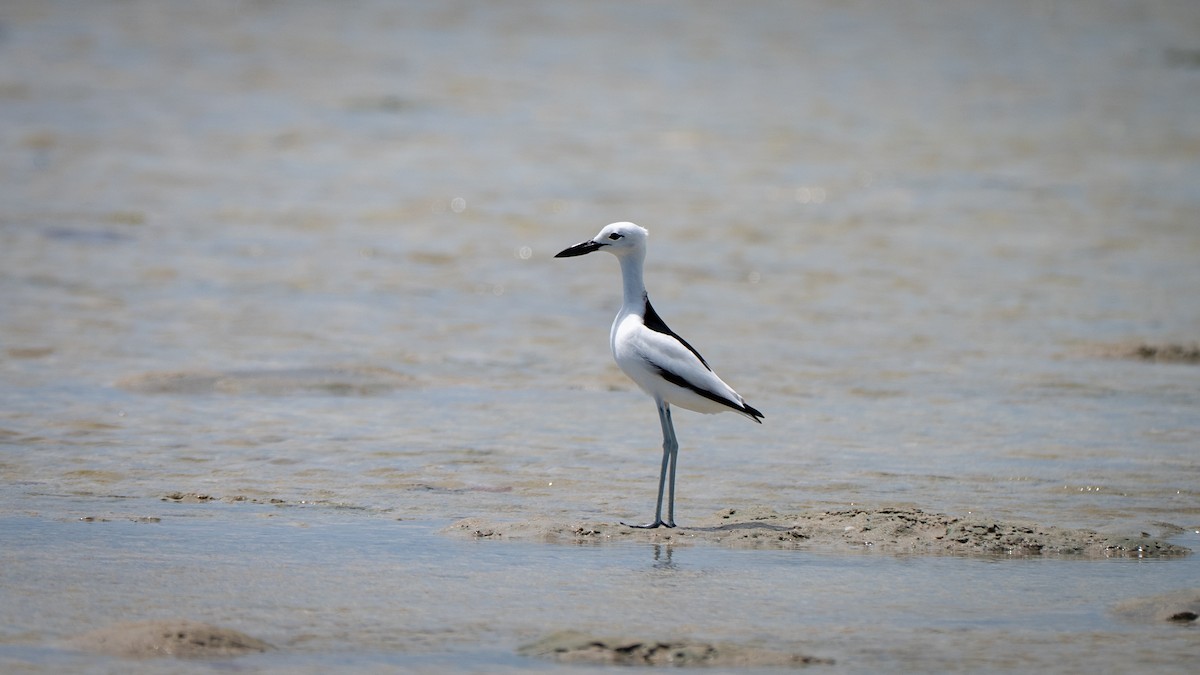 Crab-Plover - ML637625679