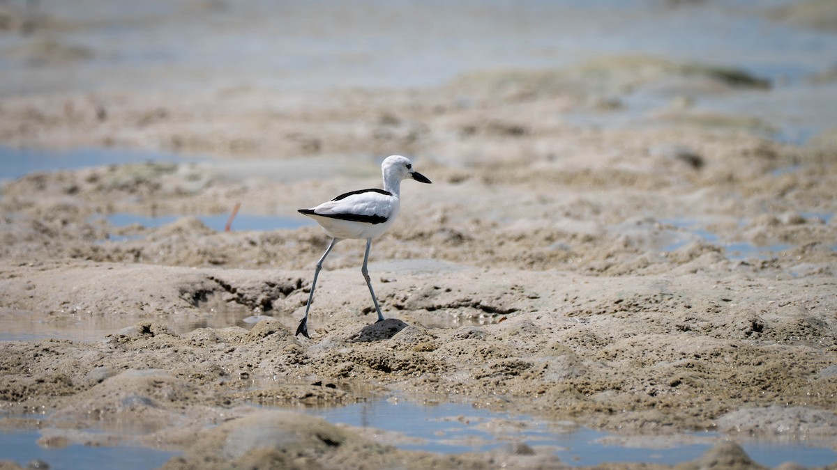 Crab-Plover - ML637625680