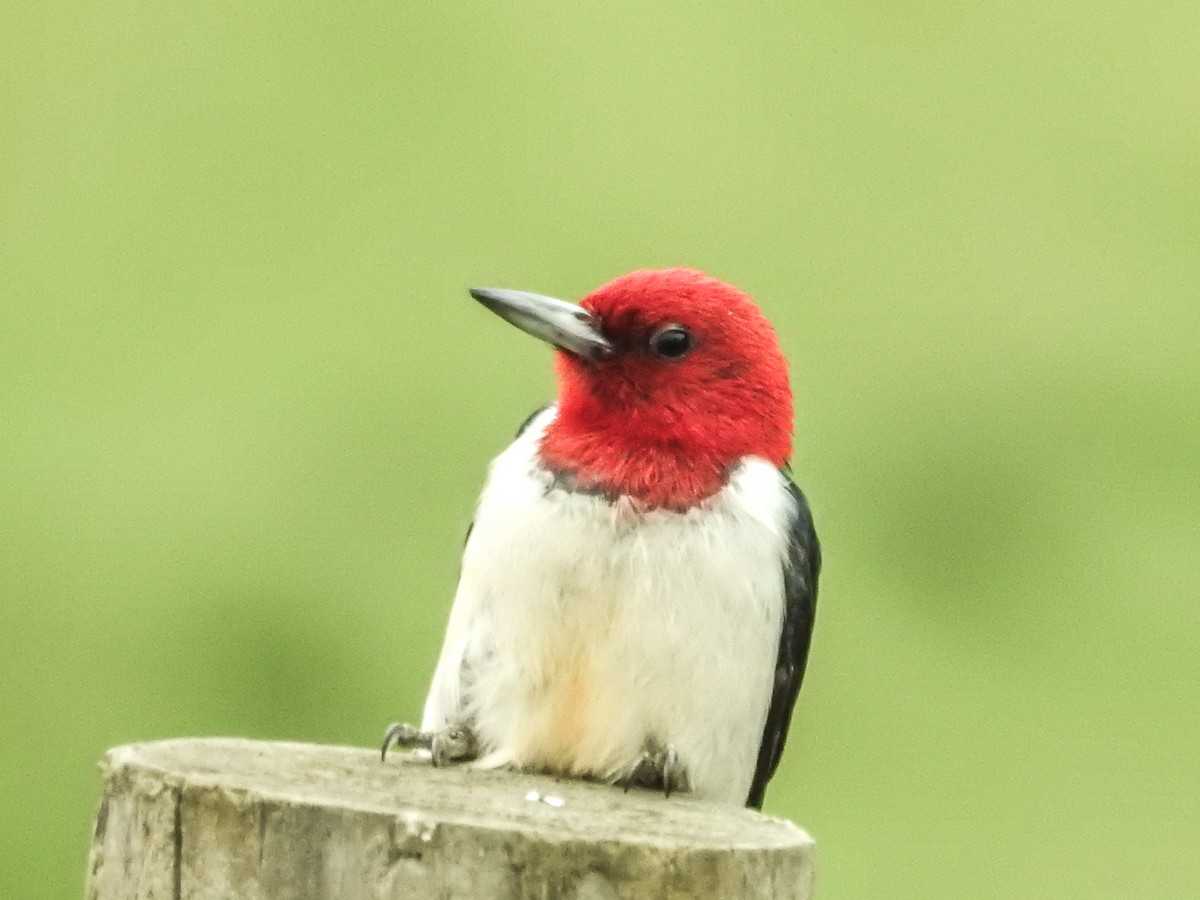Red-headed Woodpecker - ML637625695